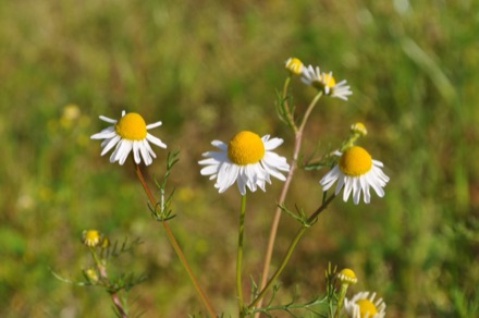 German chamomile in flower, white ray florets around yellow cones.