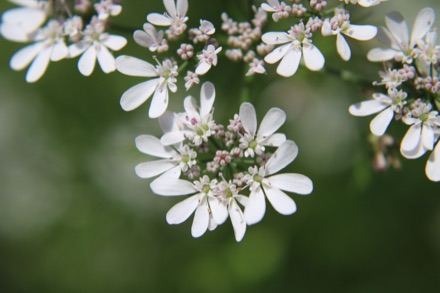 Coriander plants in flower, white umbels open in early light.