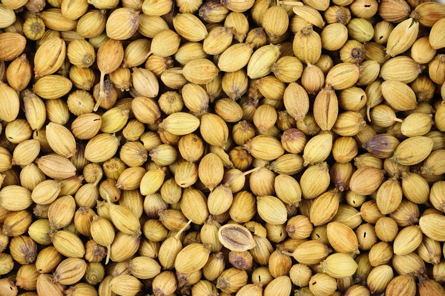 Dried coriander seeds heaped close to the lens, round and ridged, in soft side light.
