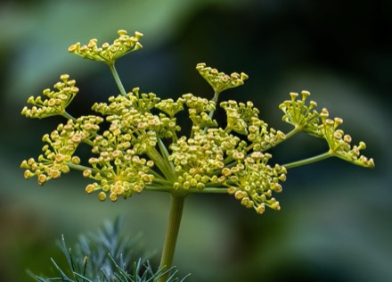 A dill umbel in flower: yellow florets and unopened buds on rays fanning from one stem, sharp against a dark blurred ground.
