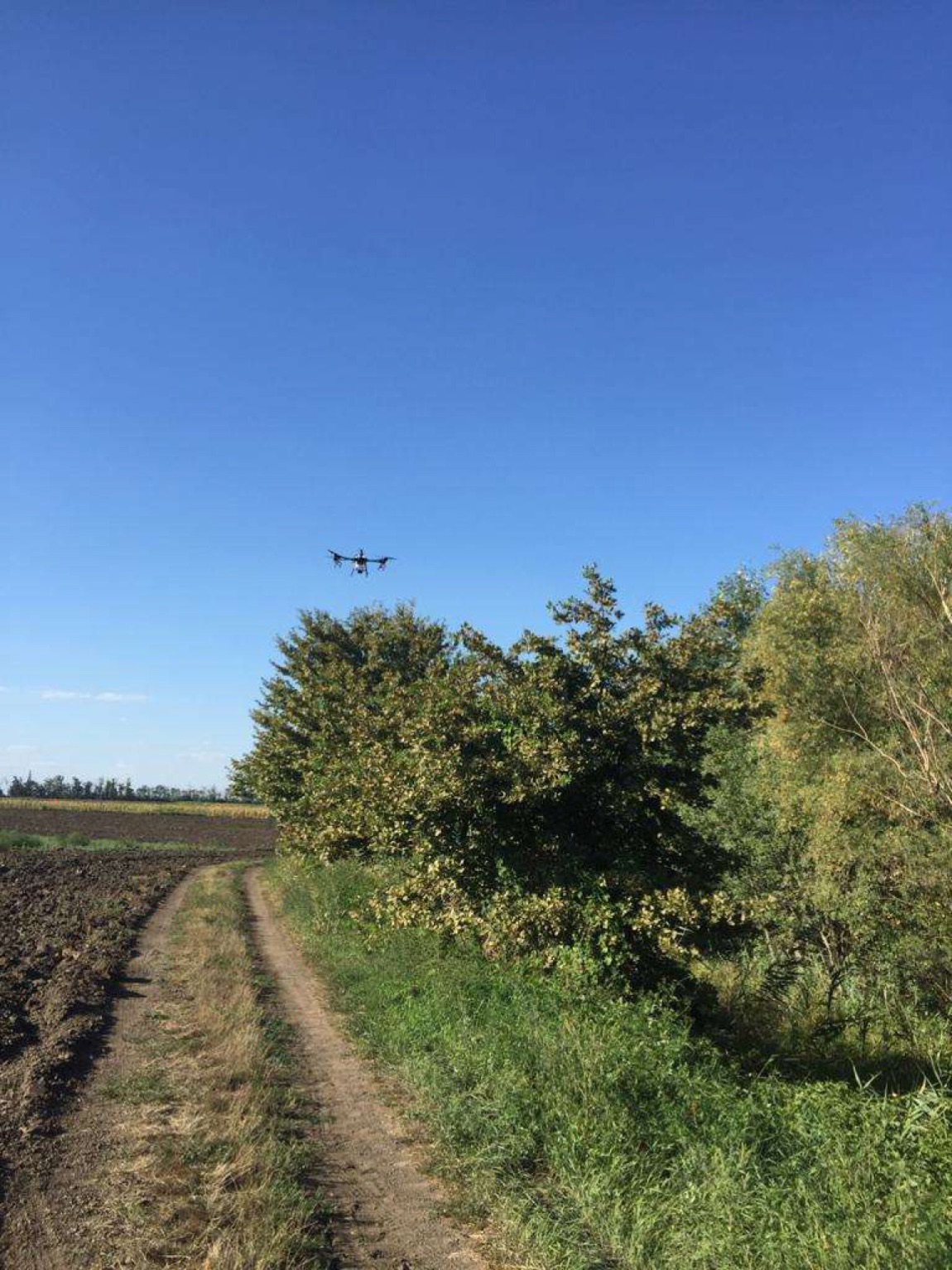 A spraying drone hovering above a stand of oaks at a field edge, beside a dirt track and a ploughed field, under a clear late-summer sky.