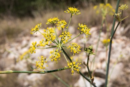 Yellow fennel umbels against low sun.
