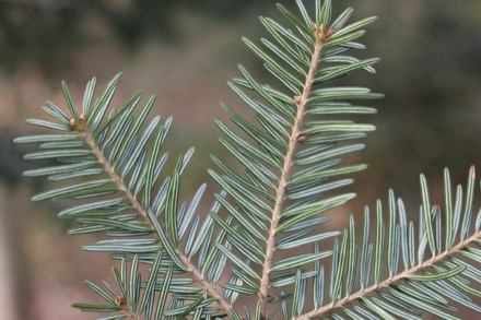 A fir twig seen from below: flat needles in two ranks, each with two pale lines along its underside, against a blurred wood.