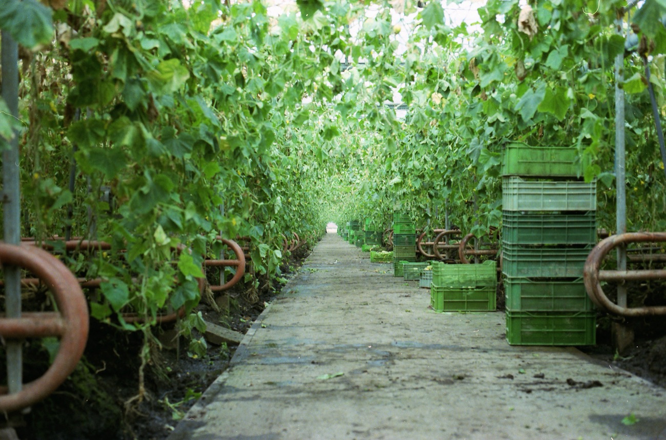 A long central path through a cucumber greenhouse, vines climbing on both sides to the roof, heating pipes looping at knee height and stacked crates along the right.