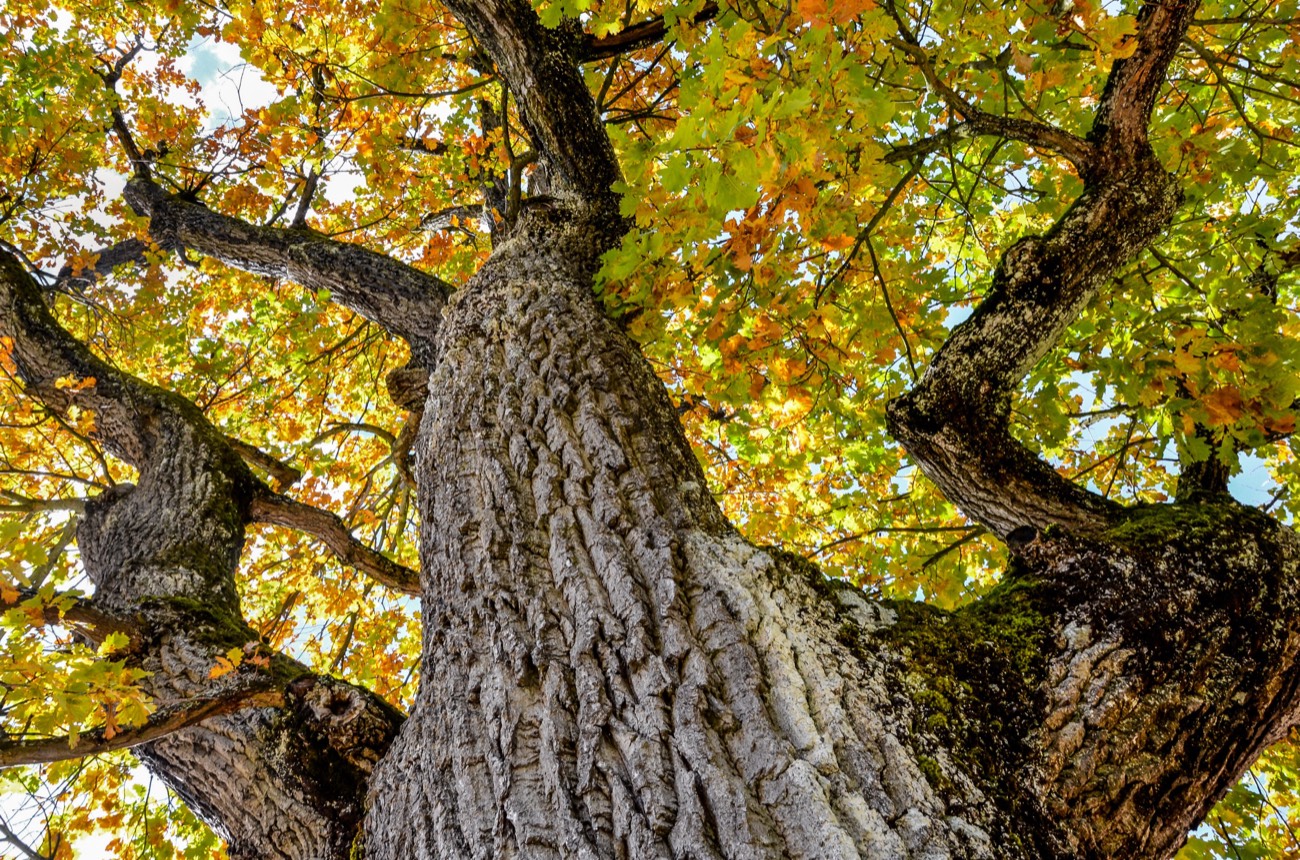 An oak crown seen from directly below along the trunk: heavy branches radiating from a deeply ridged trunk, the leaf canopy backlit above them.