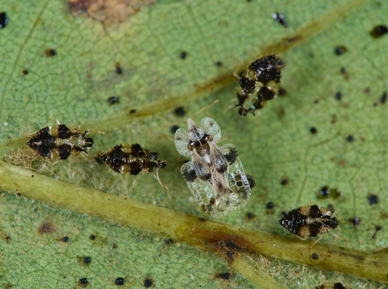 Macro photograph of the oak lace bug on the underside of an oak leaf: one lace-winged adult in the centre, four dark spiny nymphs around it, and black droplets of frass scattered across the leaf surface.