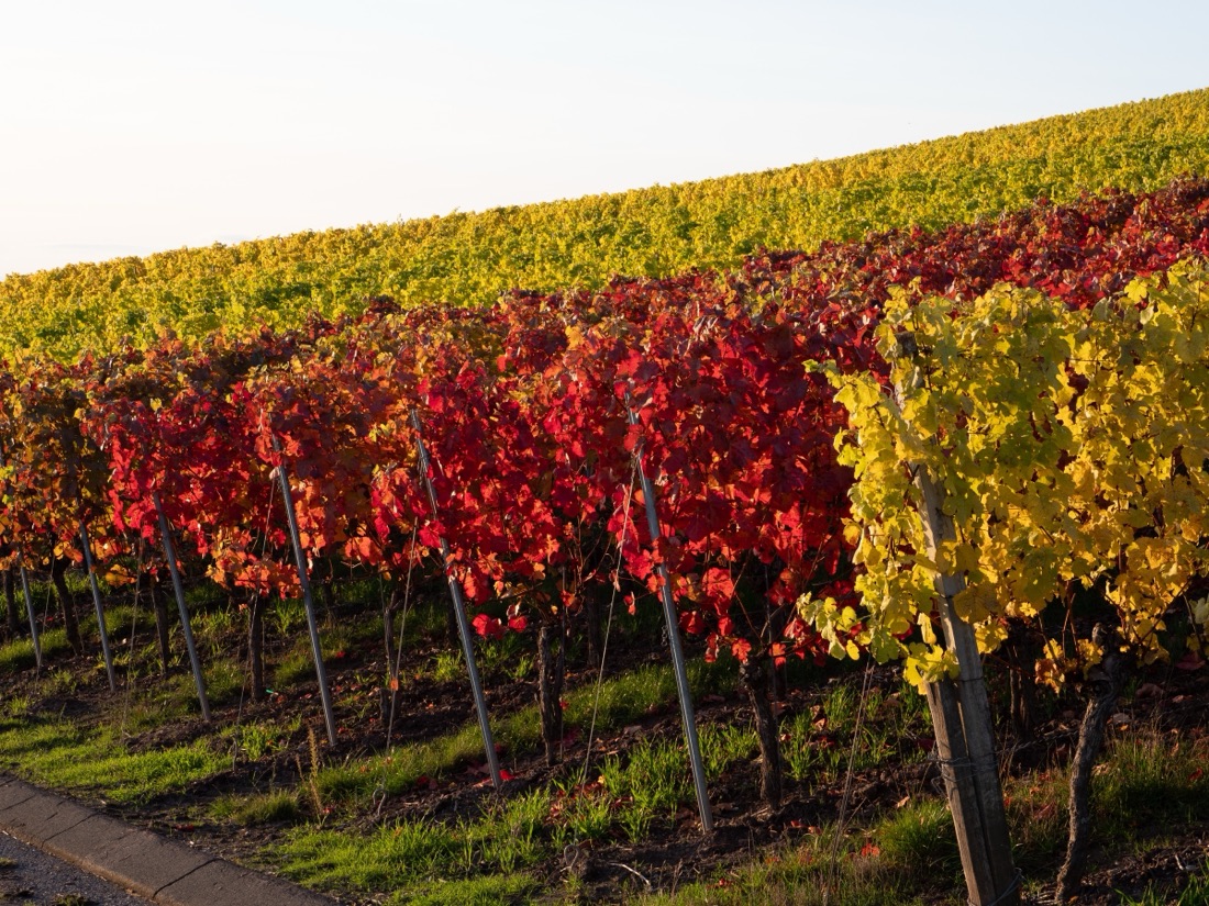Rows of vines climbing a slope in low autumn sun, their leaves red in the front rows and yellow behind, wooden and metal stakes leaning along each row.